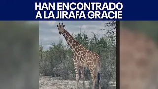 Gracie the giraffe has been found. | FOX 7 Austin