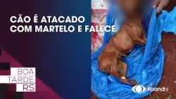 Cão é atacado com martelo e falece