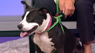 Petline9: Pit bull-terrier Cindy in search of a loving foster home