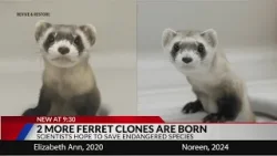 2 more endangered ferrets are gene copies of critter frozen in 1980s