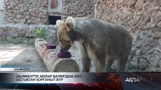 Shymkent bears eat ice cream to beat the heat