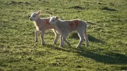 "Si può fare a meno di una tradizione crudele", appello della LAV Bari contro la strage di agnelli "Si può fare a meno di una tradizione crudele", appello della LAV Bari contro la strage di agnelli