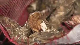 Annual Milford Oyster Festival returns this weekend for more summer fun
