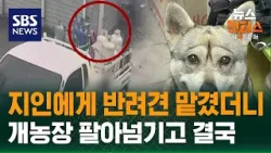 [사건X파일] 지인에게 반려견 맡겼더니…개농장 팔아넘기고 결국 / SBS / 뉴스헌터스