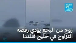 زوج من البجع يؤدي رقصة التزاوج في خليج فنلندا • فرانس 24 زوج من البجع يؤدي رقصة التزاوج في خليج فنلندا • فرانس 24