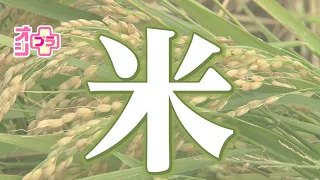 新米シーズン到来！値下がり続くコメ価格…家計への影響どこまで？「コメ余り」に資材高騰で農家からは悲鳴