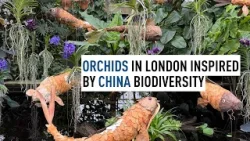 Orchids in London inspired by China biodiversity