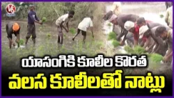 Paddy Plantation Depends on Migrant Labour Amid Local Worker Shortage  | Peddapalli | V6 News