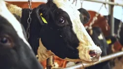 Fleisch aus Übersee: „Müssen unsere Bauern schützen“