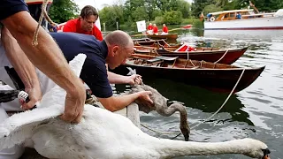 Reino Unido: Swan Upping no Tamisa mostra crias saudáveis mas mais lixo