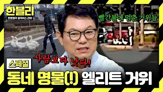 [스페셜] 사람보다 신호 잘 지키는 거위 가족들?!🪿 도로 위에서 만나는 뜻밖의 동물들ㅋㅋ | 한블리 (한문철의 블랙박스 리뷰) | JTBC 260915 방송