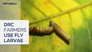 South Kivu farmers use fly larvae to produce low-cost animal feed