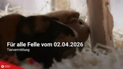 Tiervermittlung: Für alle Felle vom 02.04.2026