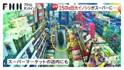 “250kgの巨大イノシシ”が中国の街を徘徊「逃げるしかない」スーパーにも侵入　インドでは世界遺産近くの駐車場に“野生のトラ”