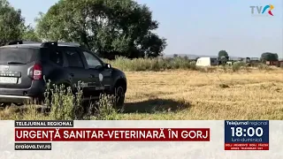 VETERINARY EMERGENCY IN GORJ