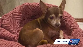 Jackson woman says pet cremation error leaves her without closure