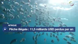 Afrique - Pêche illégale : 11,5 milliards USD perdus par an