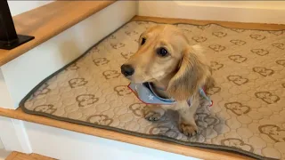 Crate training can help dogs develop better impulse control