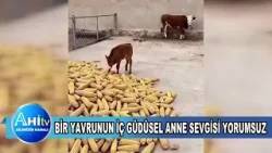 Bir Yavrunun İç Güdüsel Anne Sevgisi Yorumsuz Bir Yavrunun İç Güdüsel Anne Sevgisi Yorumsuz