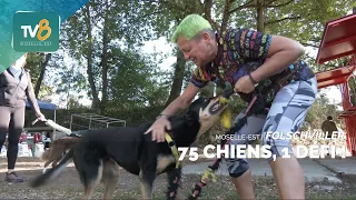 Canine Agility Competition: 75 participants to fund the youth