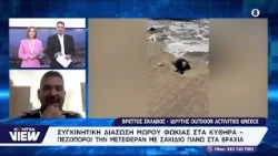 Συγκινητική διάσωση νεογέννητης φώκιας στα Κύθηρα - Έμεινε ορφανή εξαιτίας της κακοκαιρίας