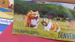 DEL MASTRO MUZZARELLI ON PET-FRIENDLY BEACHES