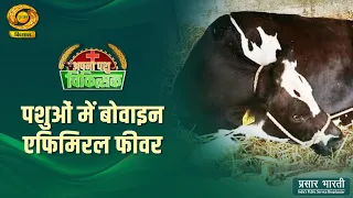Your Veterinarian: Bovine Ephemeral Fever in Cattle | Apna Pashu Chikitshak | Aug. 30, 2026