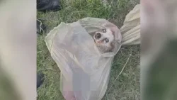 A DUE MESI DALLA MORTE NON C'È PACE PER LA CAGNOLINA NELLA