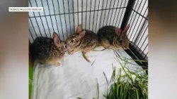 Организация RobCo Wildlife Rescue дает раненым дворовым кроликам второй шанс.