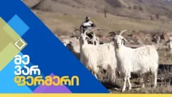 მეთხეობის გზა ახალგორში | მე ვარ ფერმერი | 24.02.2026