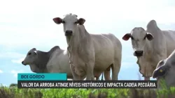 Valor da arroba do boi gordo atinge níveis históricos e impacta cadeia pecuária