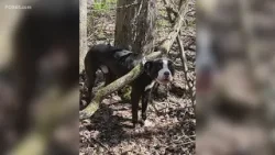 Dog found tethered to tree in woods, now South Windsor police are trying to figure out who did it