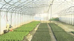 Iako je siječanj, cvjećarska je sezona sađenja u punom  jeku