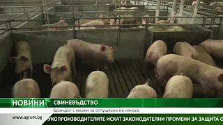 СВИНЕВЪДСТВО: Браншът с мерки за отпушване на износа