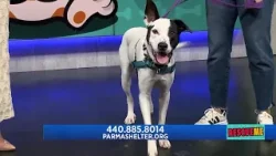 Rescue Me with Parma Animal Shelter