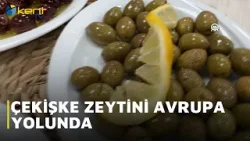 ÇEKİŞKE ZEYTİNİ AVRUPA YOLUNDA