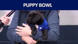 Puppy Bowl, Italian pastries, pizza, Antarctica: Good Day Austin Round-Up | FOX 7 Austin