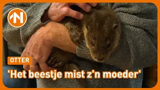 Jonge otter in slechte toestand gevonden bij het Lauwersmeer