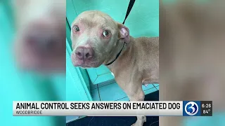 Dog found abandoned in poor condition in Woodbridge, animal control seeks answers