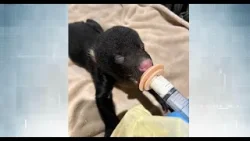 «Крики становились все громче»: отдыхающие спасли осиротевших медвежат недалеко от Нитината.