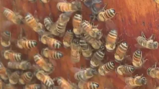 Triad beekeepers seeing record-low honey production as bees weather drought