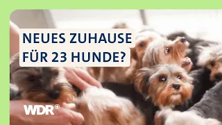 Verwahrlost und Verfilzt: Zweite Chance für Yorkshire-Terrier | S05/E01 | Hallo Tierheim! | WDR