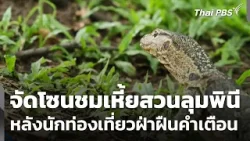 กทม.เล็งจัดโซนชม "เหี้ย" สวนลุมพินี หลังนักท่องเที่ยวฝ่าฝืนคำเตือน | วันใหม่ ไทยพีบีเอส | 19 มี.ค.69