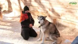 Дети участников СВО из Самары побывали на экскурсии с маламутами