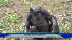 SAUVONS NOTRE PLANETE : PROTECTION DES BONOBOS ET CONSERVATION DE LA BIODIVERSITE EN RDC