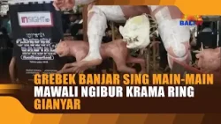 GREBEK BANJAR SING MAIN MAIN MAWALI NGIBUR KRAMA RING GIANYAR GREBEK BANJAR SING MAIN MAIN MAWALI NGIBUR KRAMA RING GIANYAR