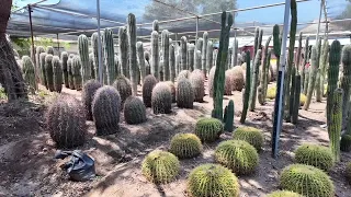 Tips to protect your indoor and outdoor plants from extreme heat