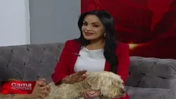 ?? Huellitas en Gama |  Rescate de animales de compañía  /  6/3/2026