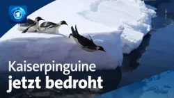Folge des Klimawandels: Kaiserpinguine jetzt vom Aussterben bedroht