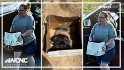 В округе Гастон предъявлено обвинение подозреваемому в незаконном выбросе щенка.